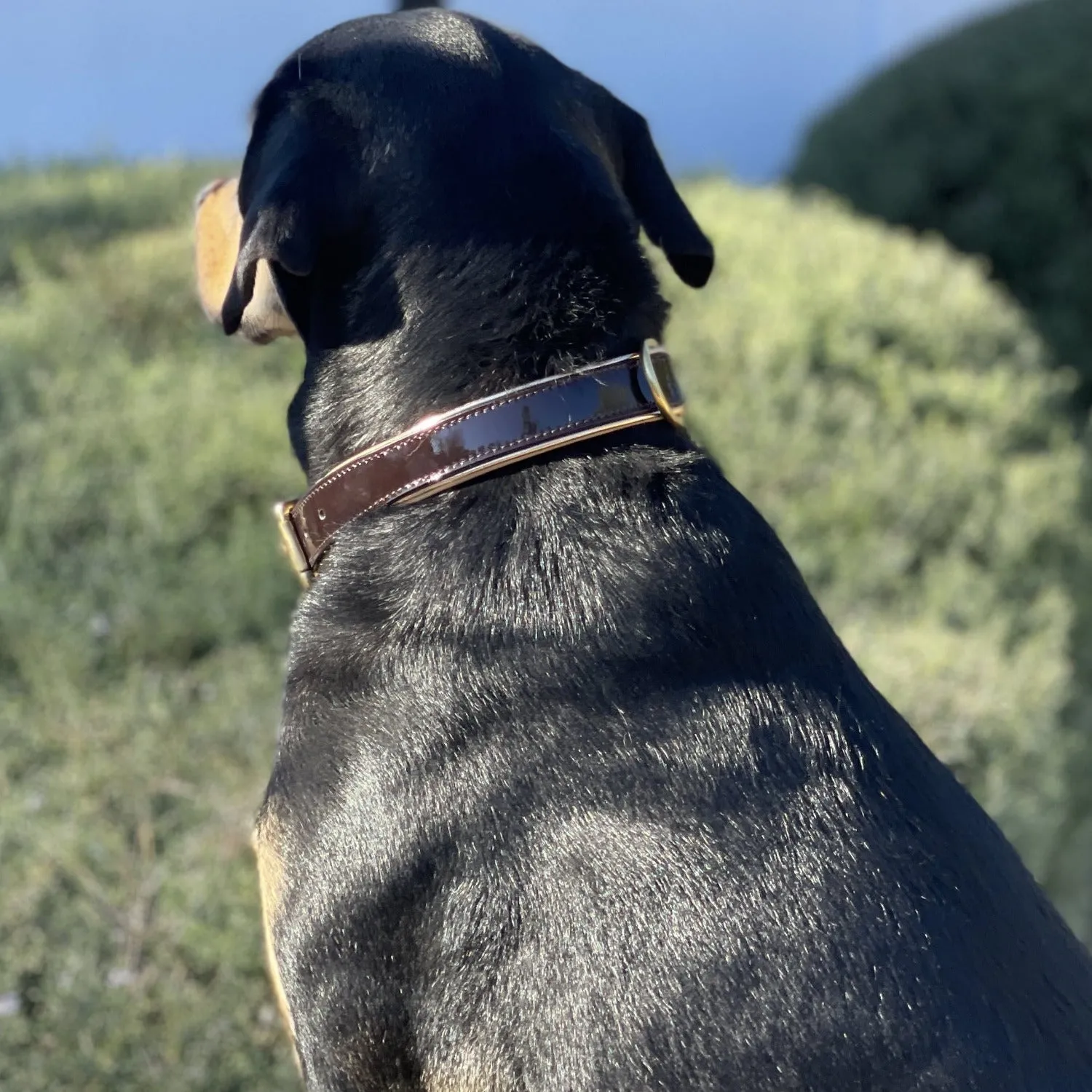 Halter Ego Brown Patent Florence Dog Collar