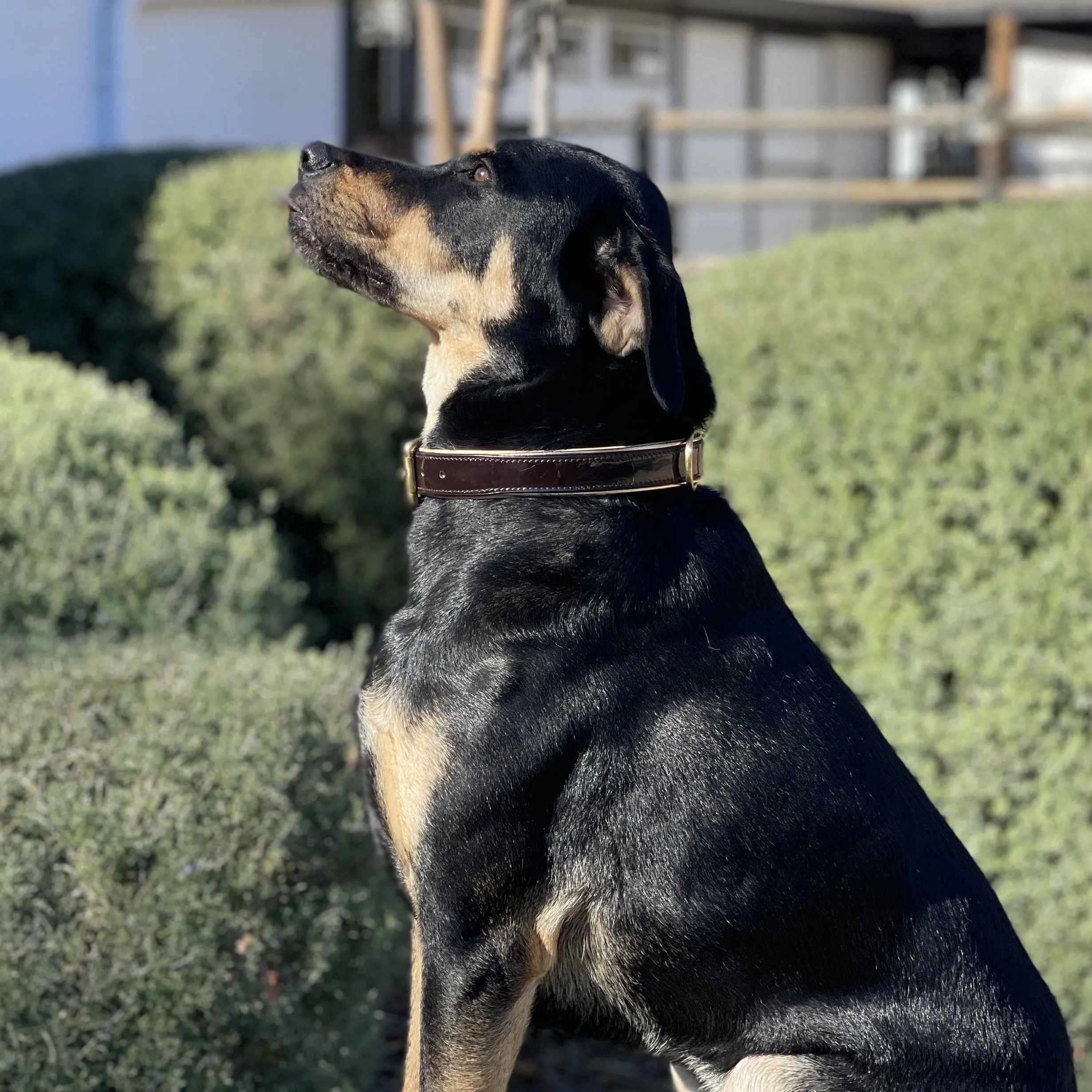 Halter Ego Brown Patent Florence Dog Collar